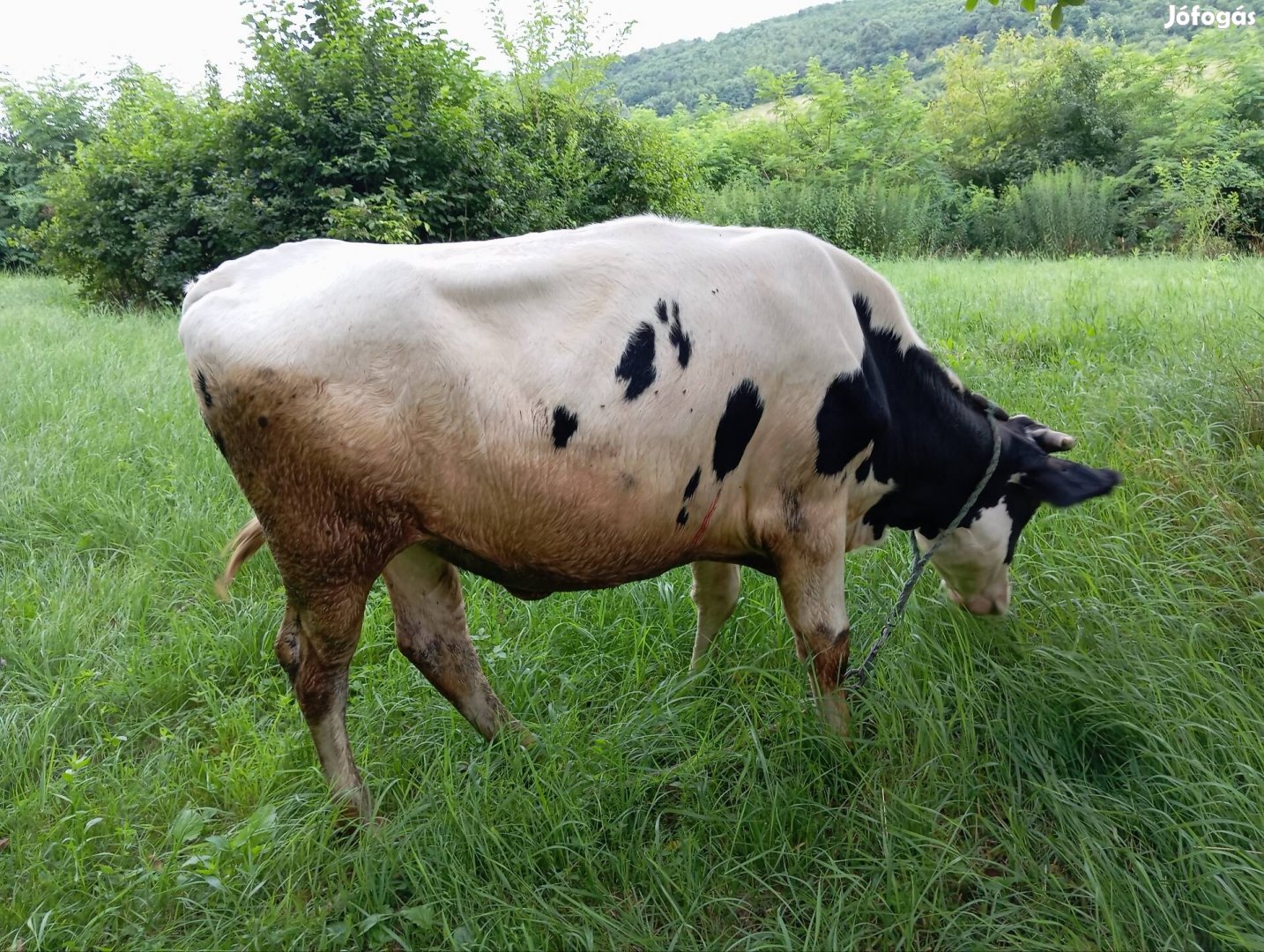 Holstein-fríz üsző 