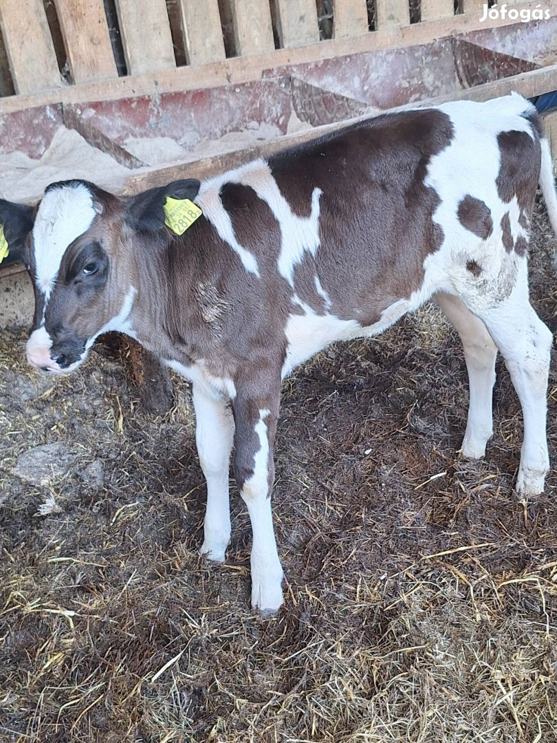 Holstein fríz üsző borjú eladó. 