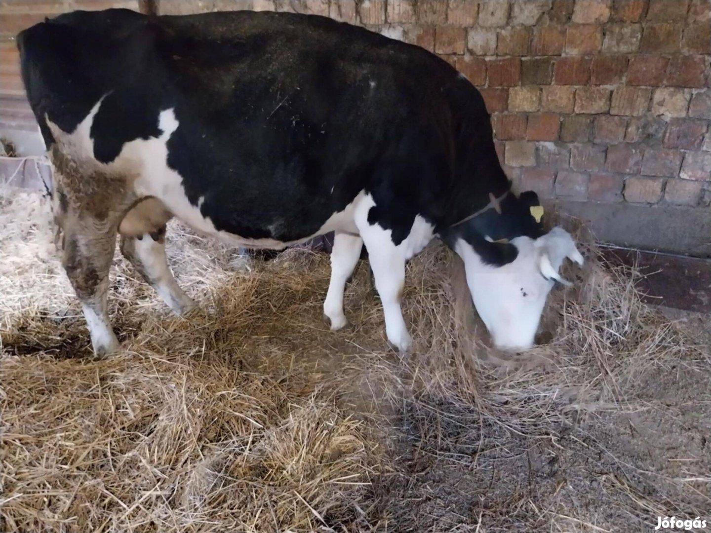 Holstein friz vemhes tehén eladó