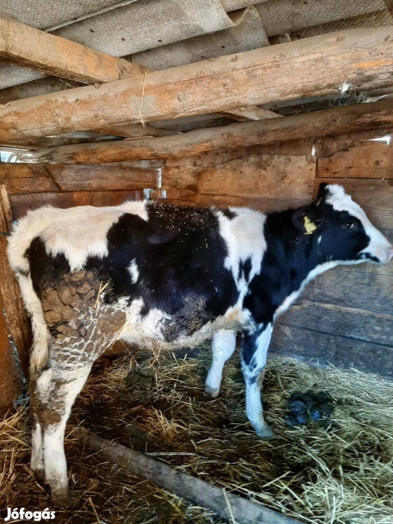 Holstein növendék üsző