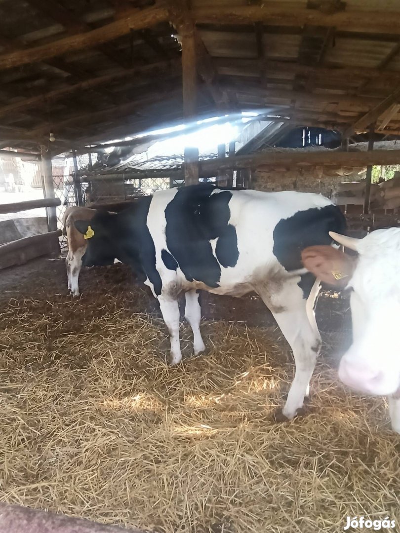 Holstein üsző eladó