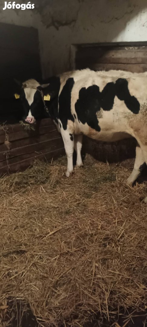 Holstein üsző eladó,vagy cserélhető.