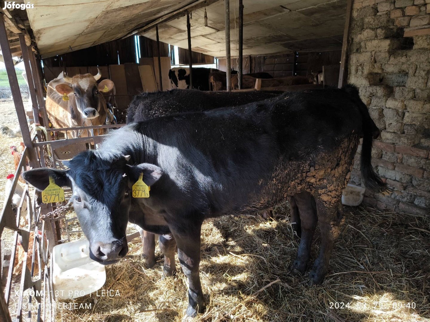 Holstein x Limuzin bika és üsző