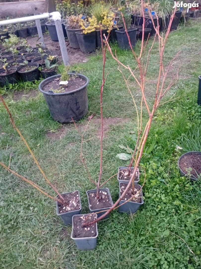 Hólyagvessző Diable dOr