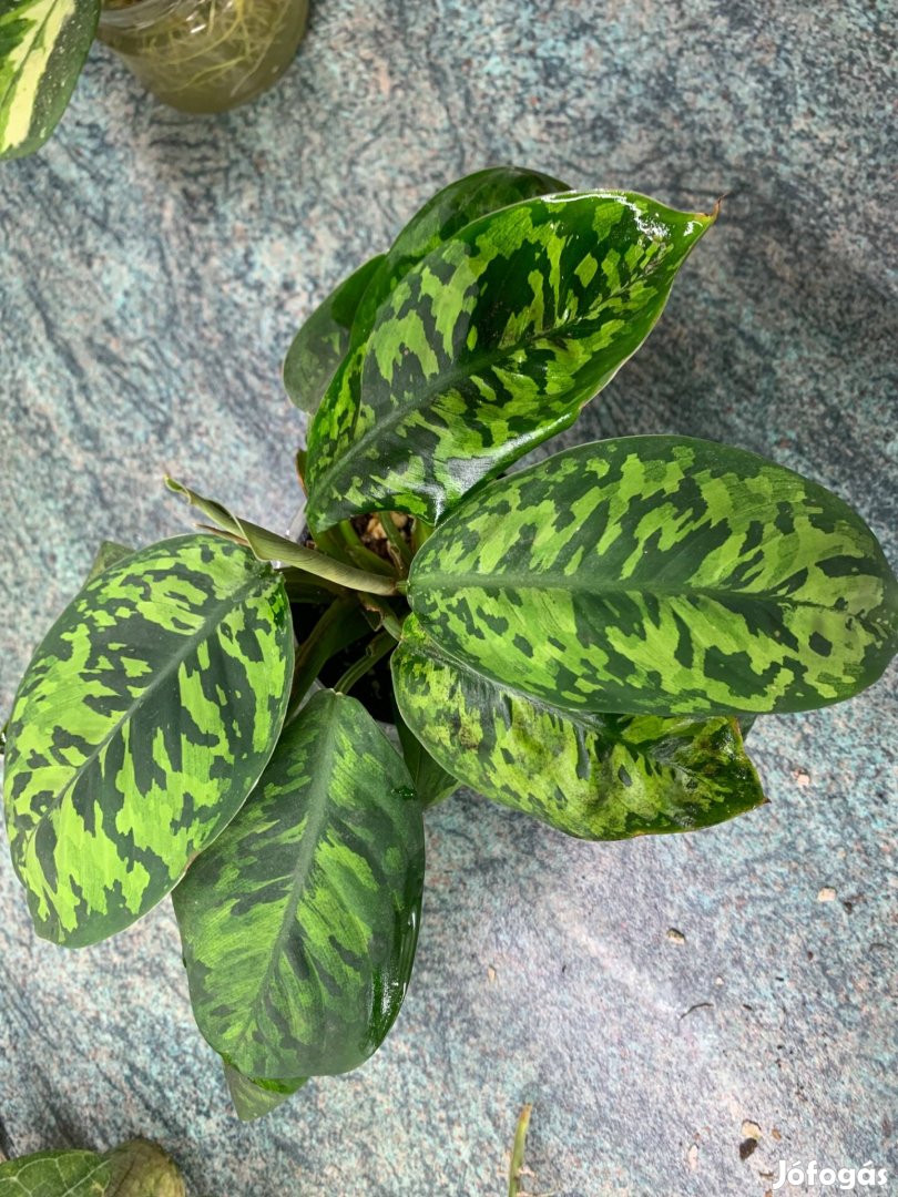 Homeola camouflage szobanövény