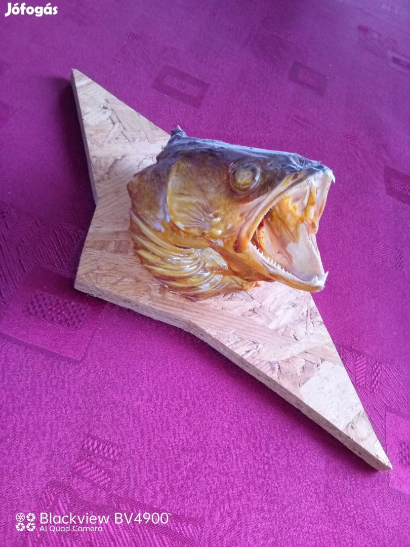 Horgásztrófea süllő preparátum