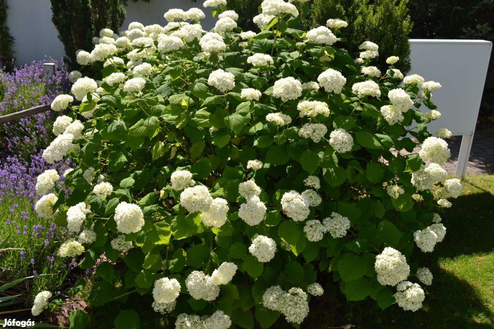Hortenzia - cserjés , Hydrangea arborescens 'Annabelle'