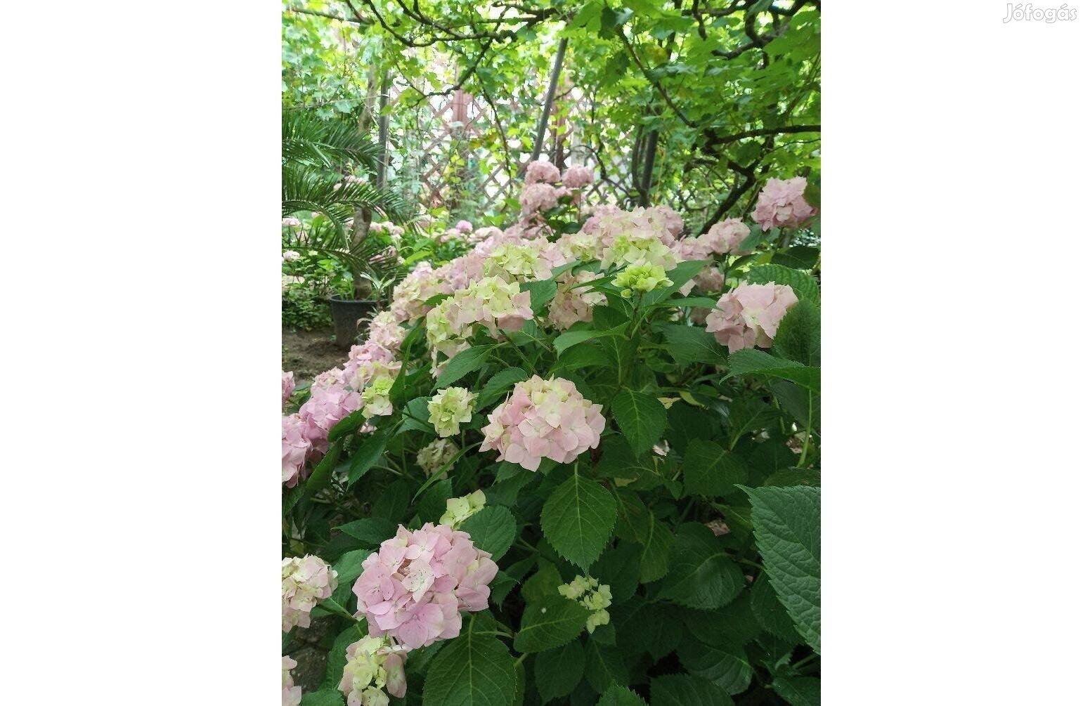 Hortenzia, hortenziák eladók Debrecenben. kb. 60-70 cm-esek