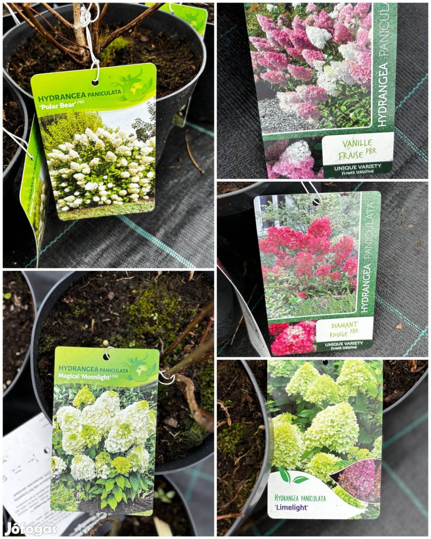 Hortenzia, több fajta