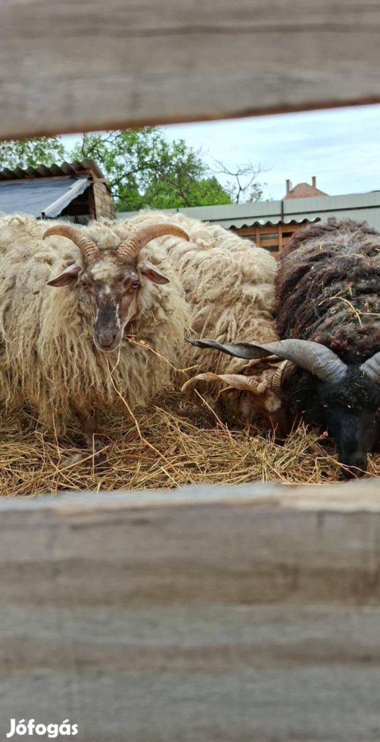 Hortobágyi Racka Juhok+ajándék lucerna bála