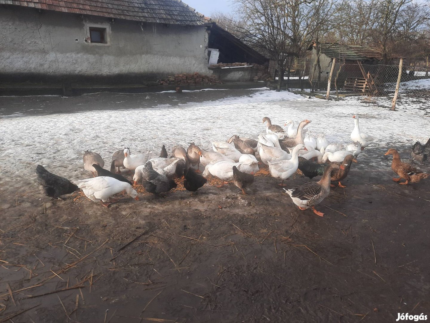 Hortobágyi fehérliba