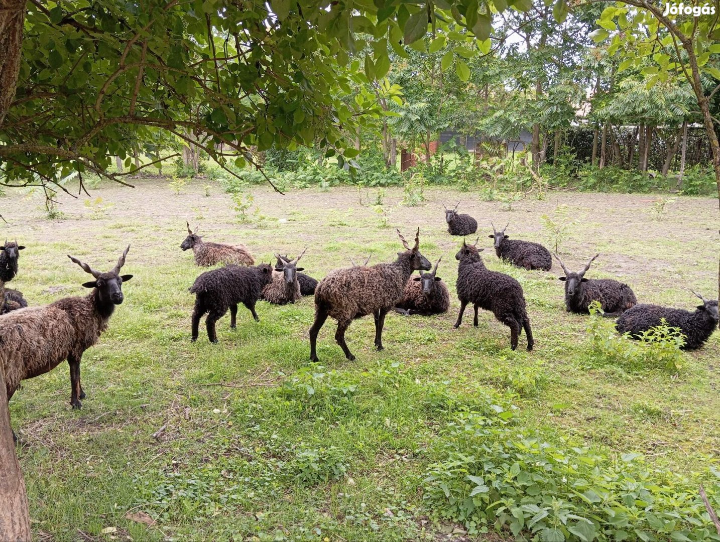 Hortobágyi racka bárányok