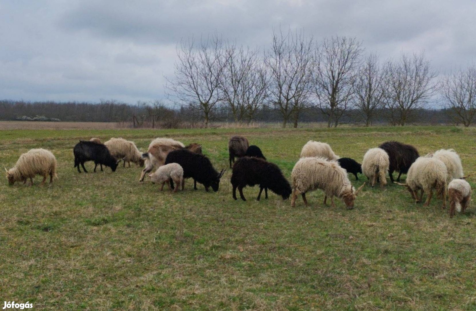 Hortobágyi racka juh bárány