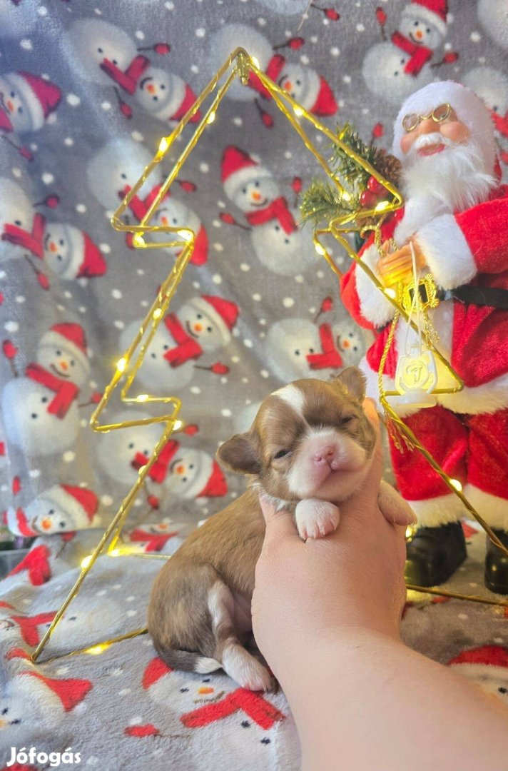 Hosszú szörű csivava chihuahua kislány Tenyésztőtől E.ü.garancia