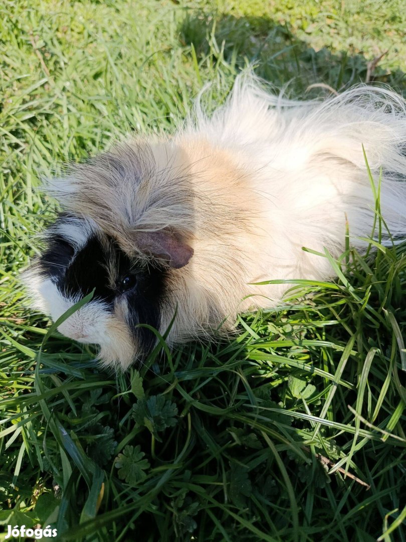 Hosszú szőrű tengerimalac eladó