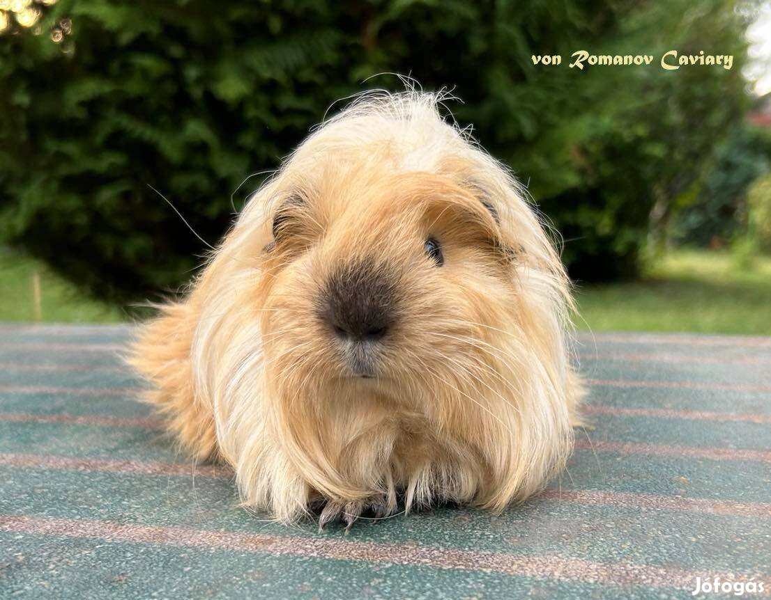 Hosszúszőrű Sheltie Tengerimalac kölyök Gazdit keres