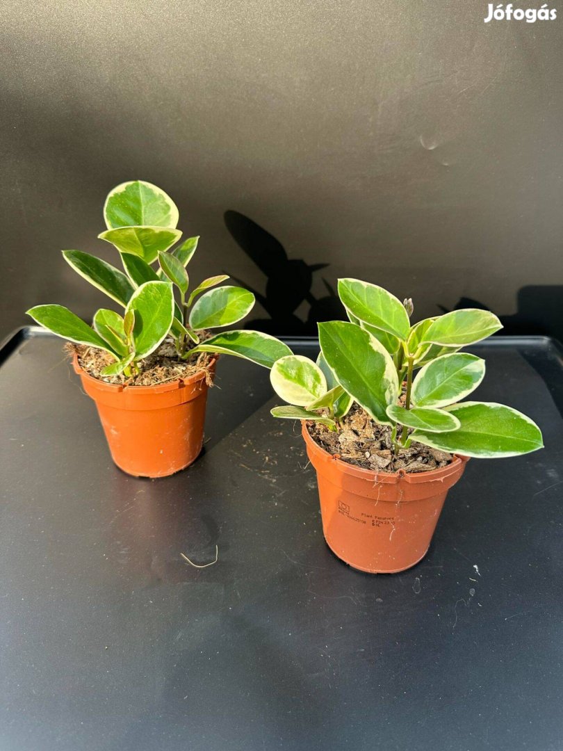 Hoya Australis albomarginata Blondie