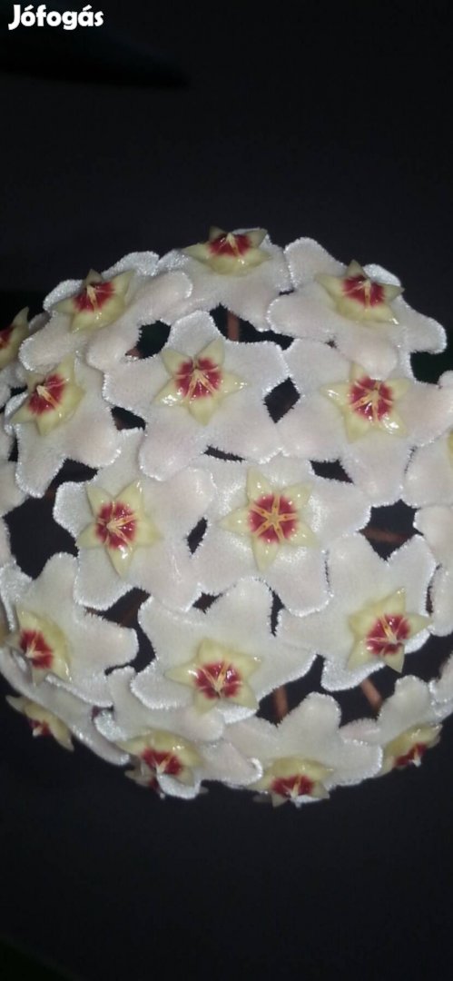 Hoya Bimbós Viaszvirág porcelán virág