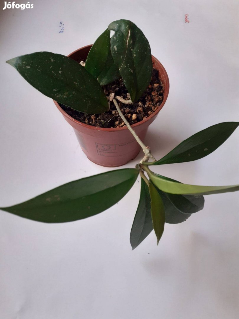 Hoya Carnosa, viaszvirág földben