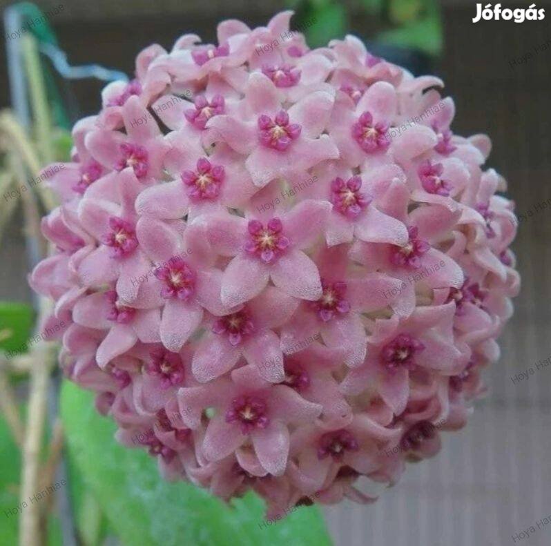 Hoya, Viaszvirág, Hoya Hanhiae Pink