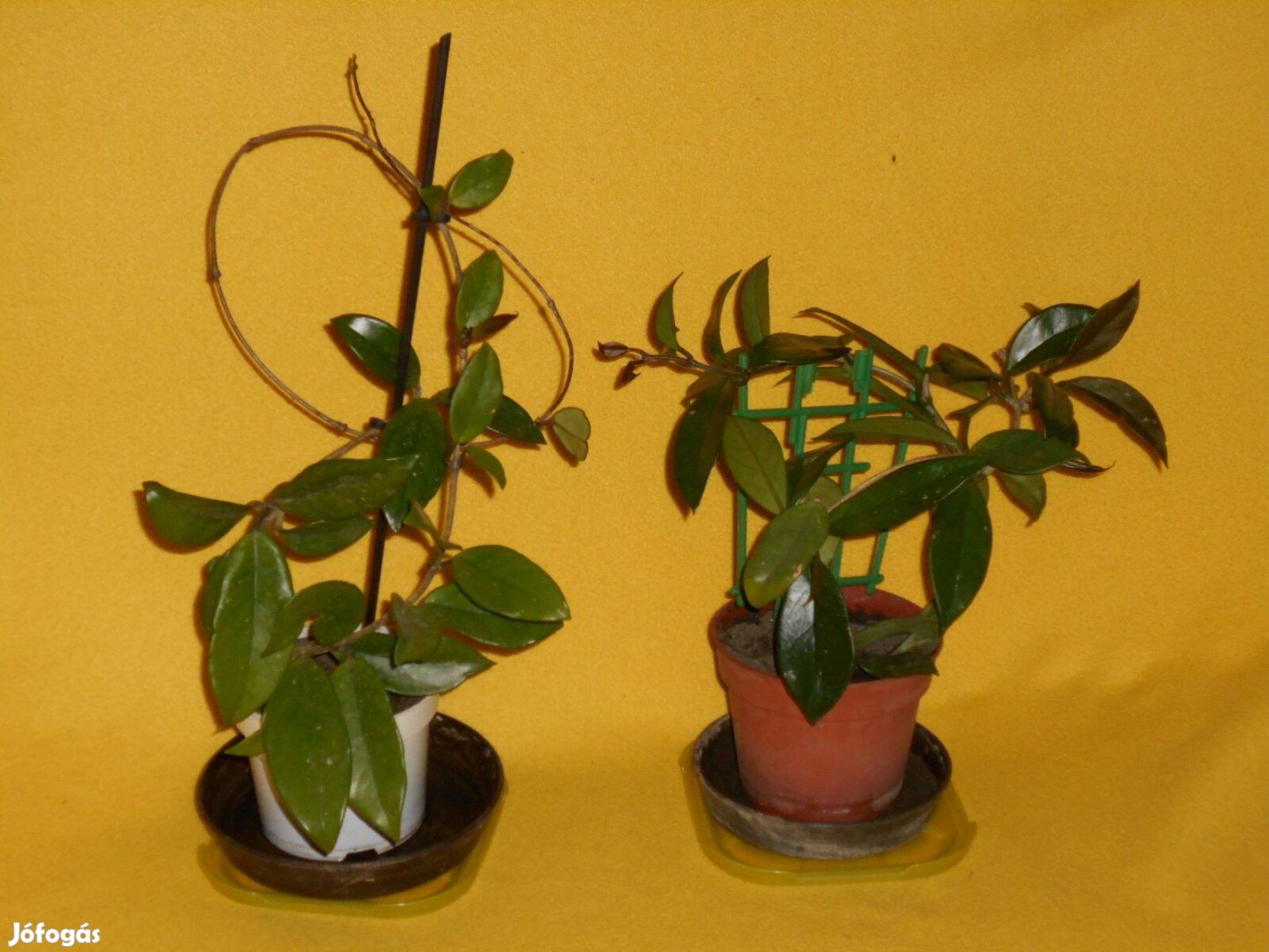 Hoya - viaszvirág, illatos, szép, kúszó - porcelánvirág