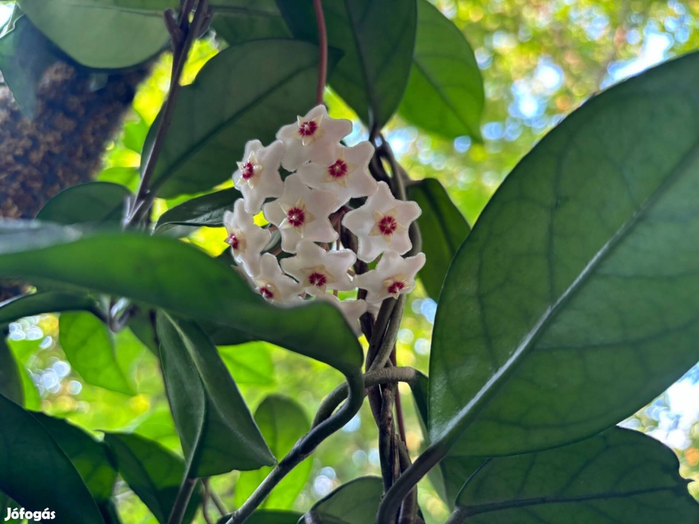 Hoya carnosa/viaszvirág eladó