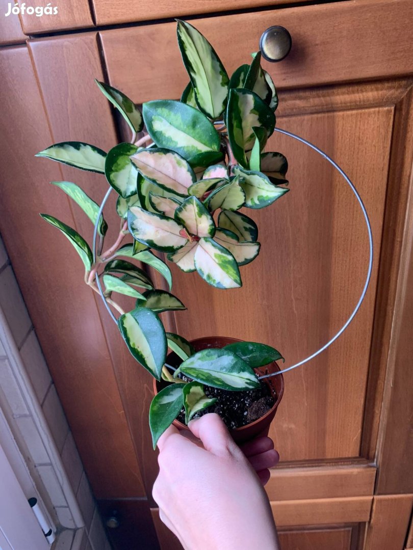 Hoya krimson princess Viaszvirág