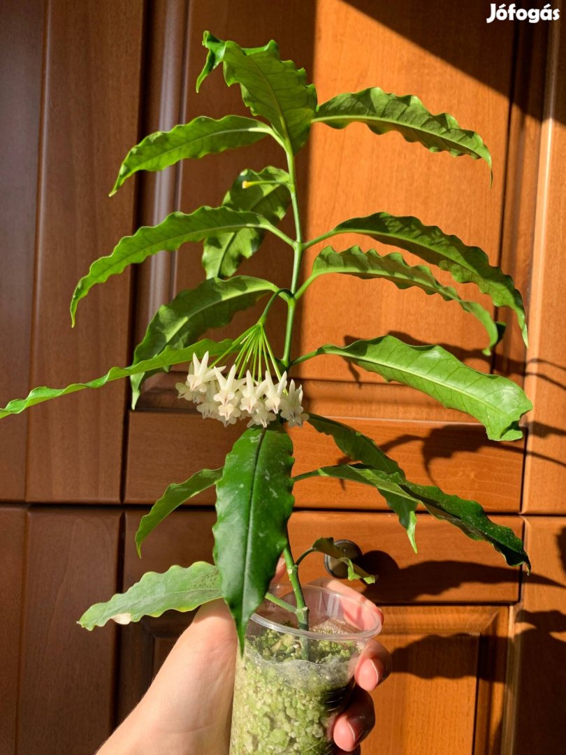 Hoya lockii viaszvirág