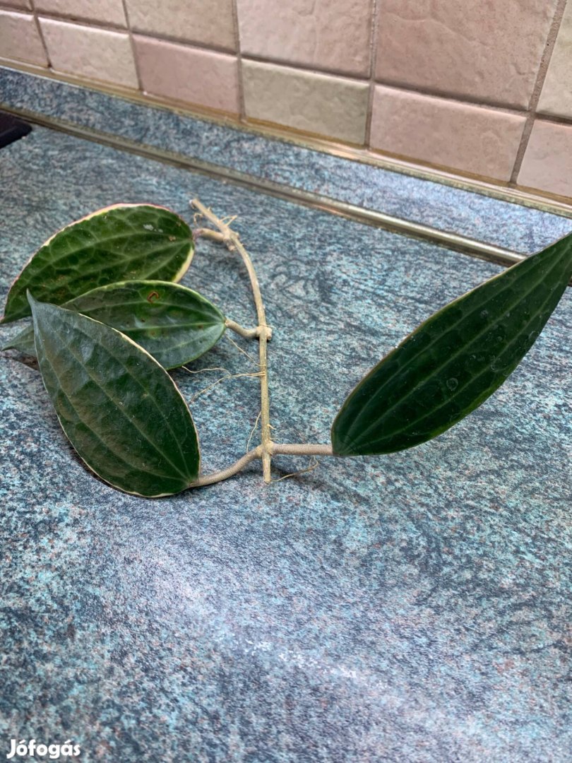 Hoya macrophylla Viaszvirág