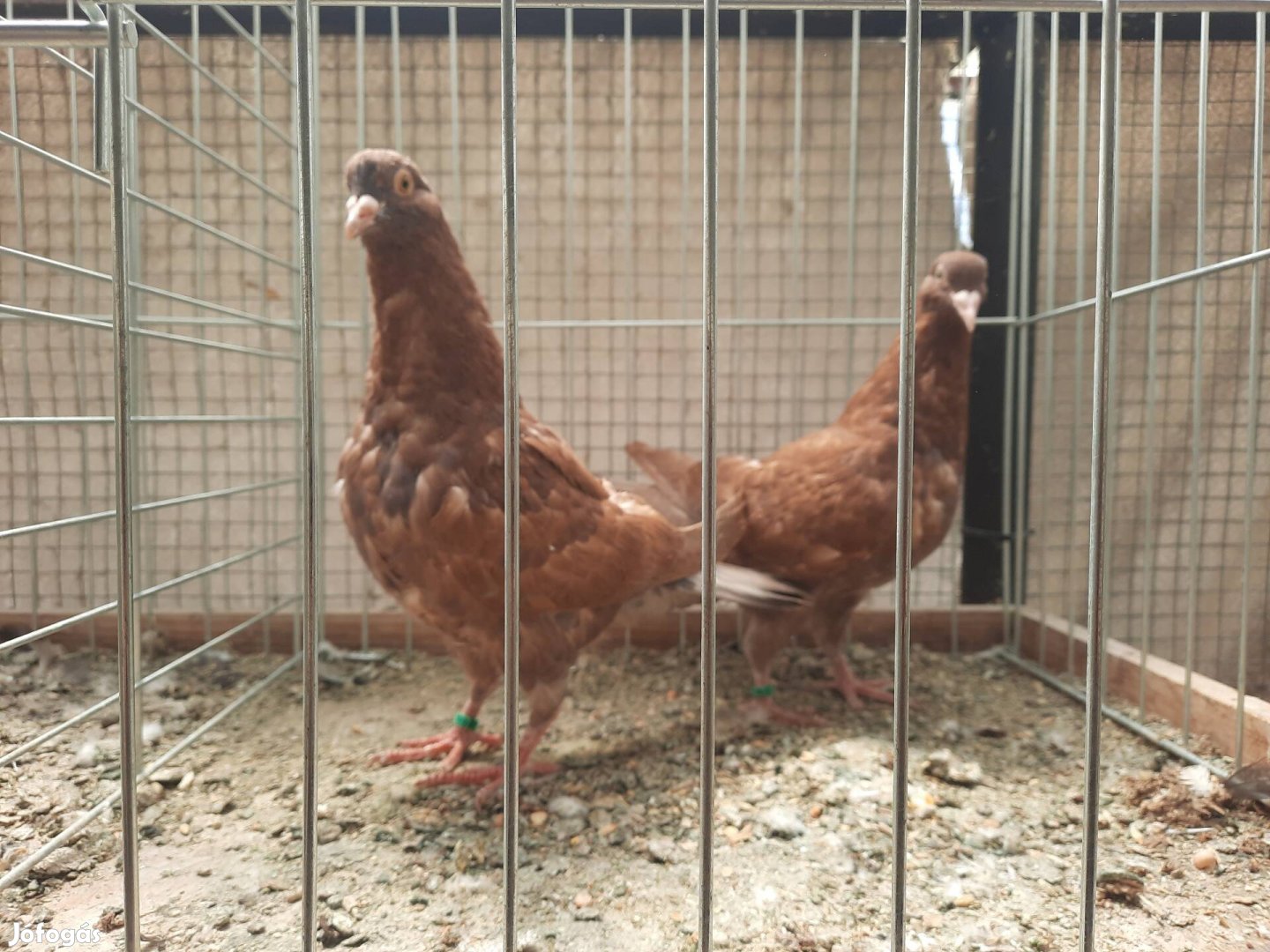 Hubbel növendék galambok költöznének