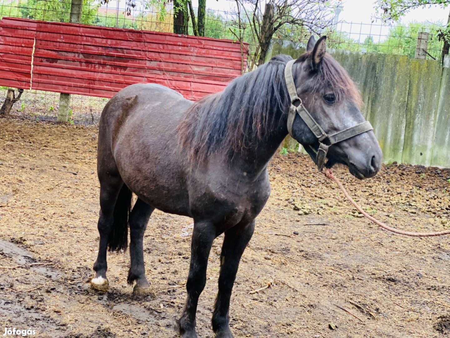 Hucul Kanca Eladó