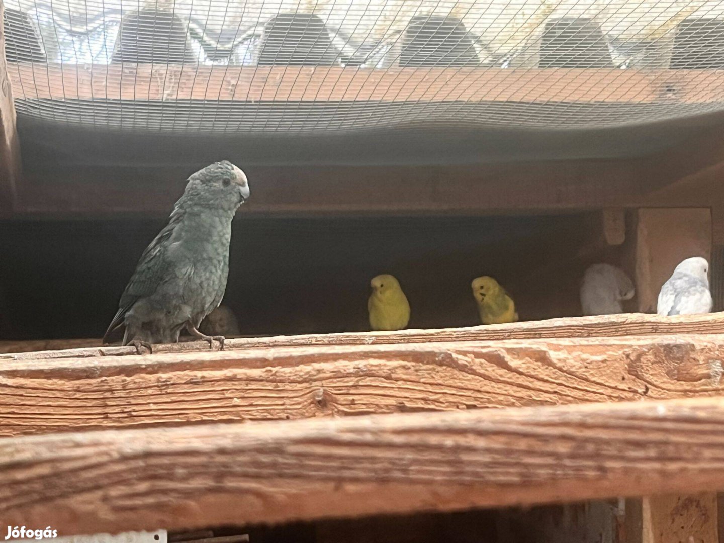 Hullámos papagáj eladó