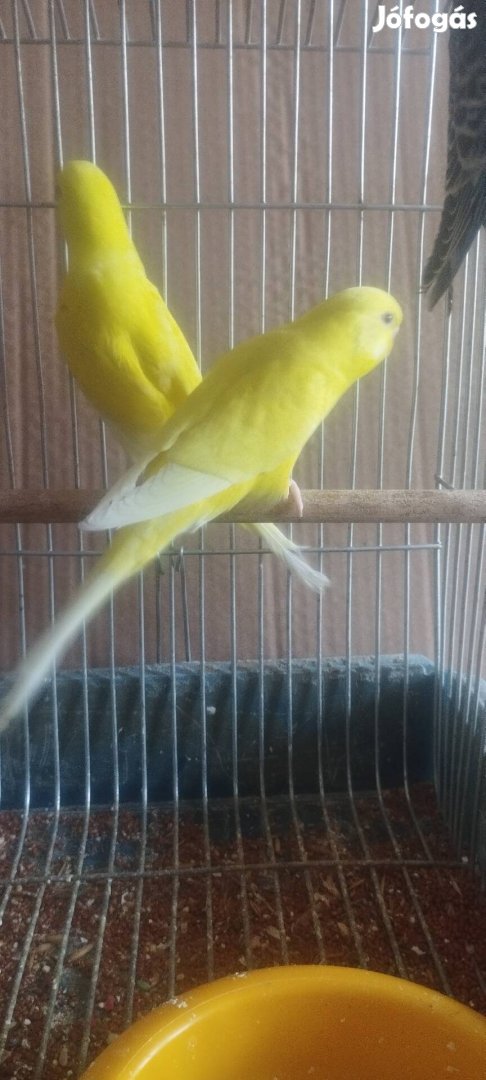 Hullamos papagajok sárgak