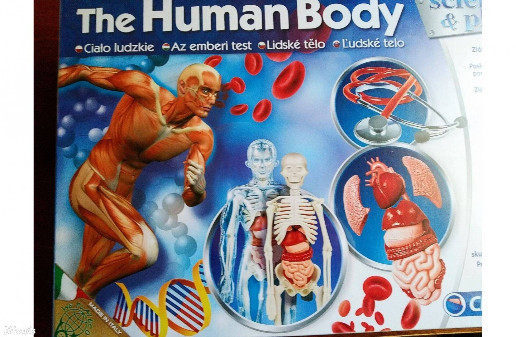Human Body 3 D Modell Az emberi test, XXL Bővített Csomag Az emberi te