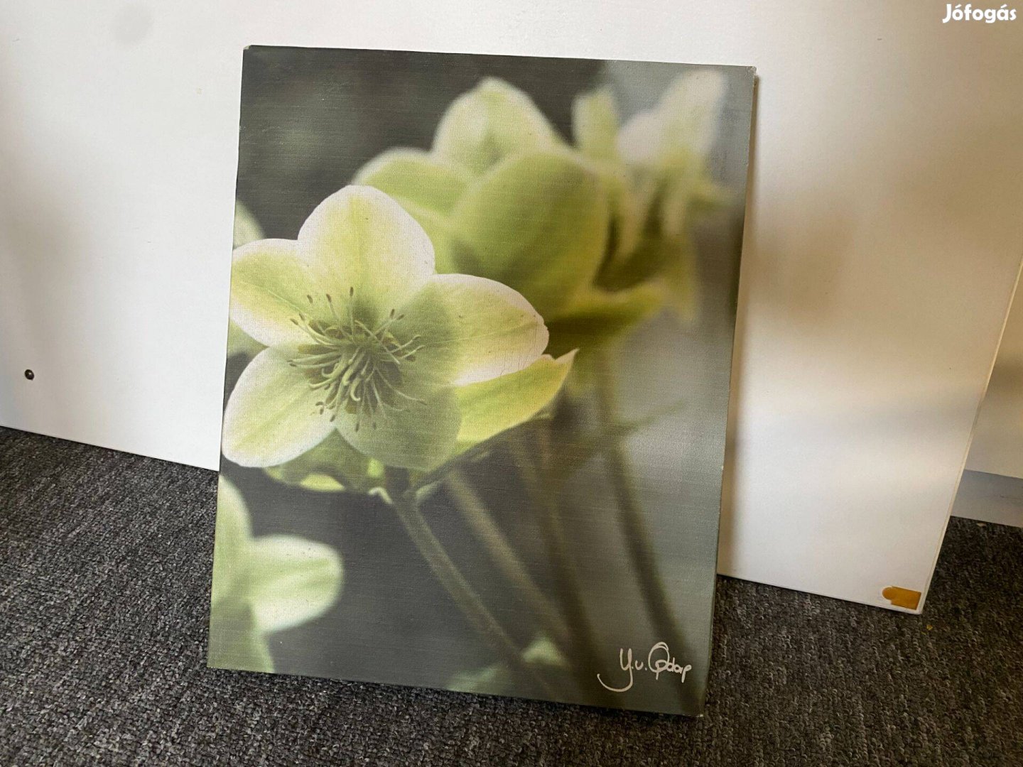 Hunyort, helleborus -t ábrázoló kép, lakás dekoráció