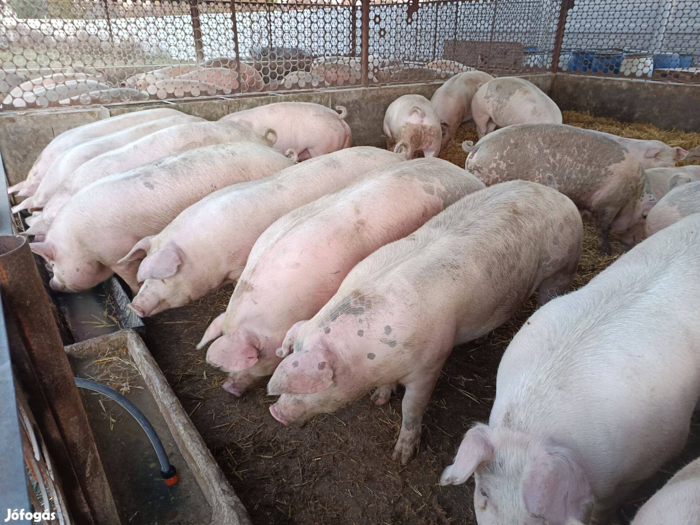 Hús disznók akár hasítva is,150/200kg köztiek