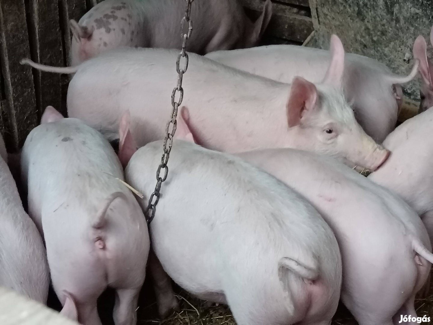Húsjellegű malacok eladó