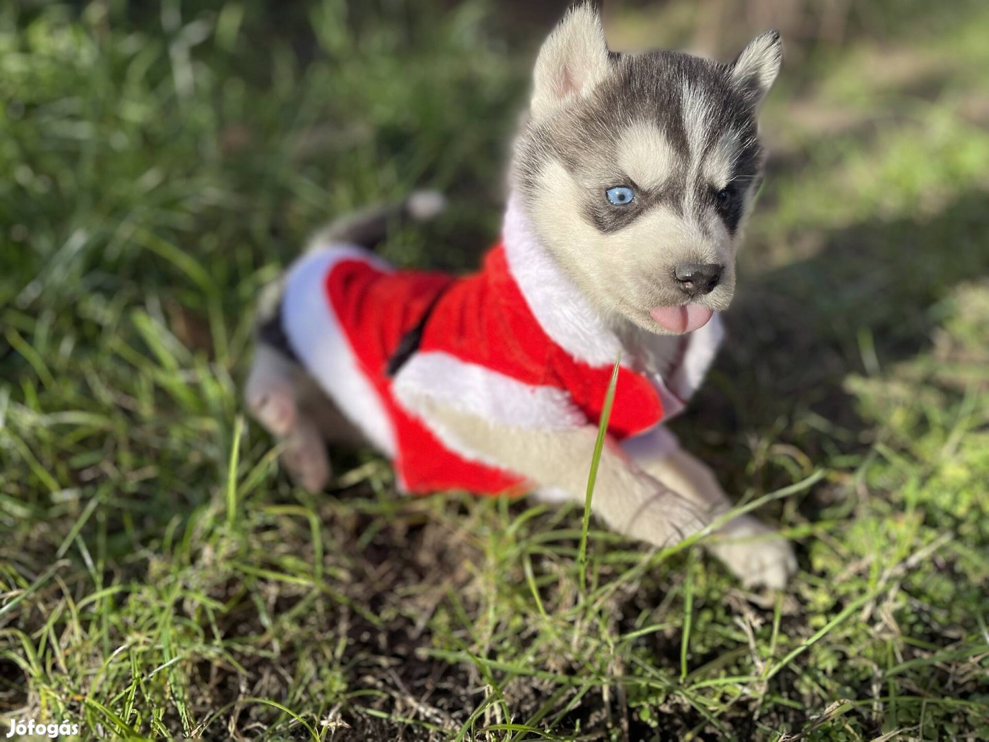 Husky fajtatiszta jellegű kiskutyák