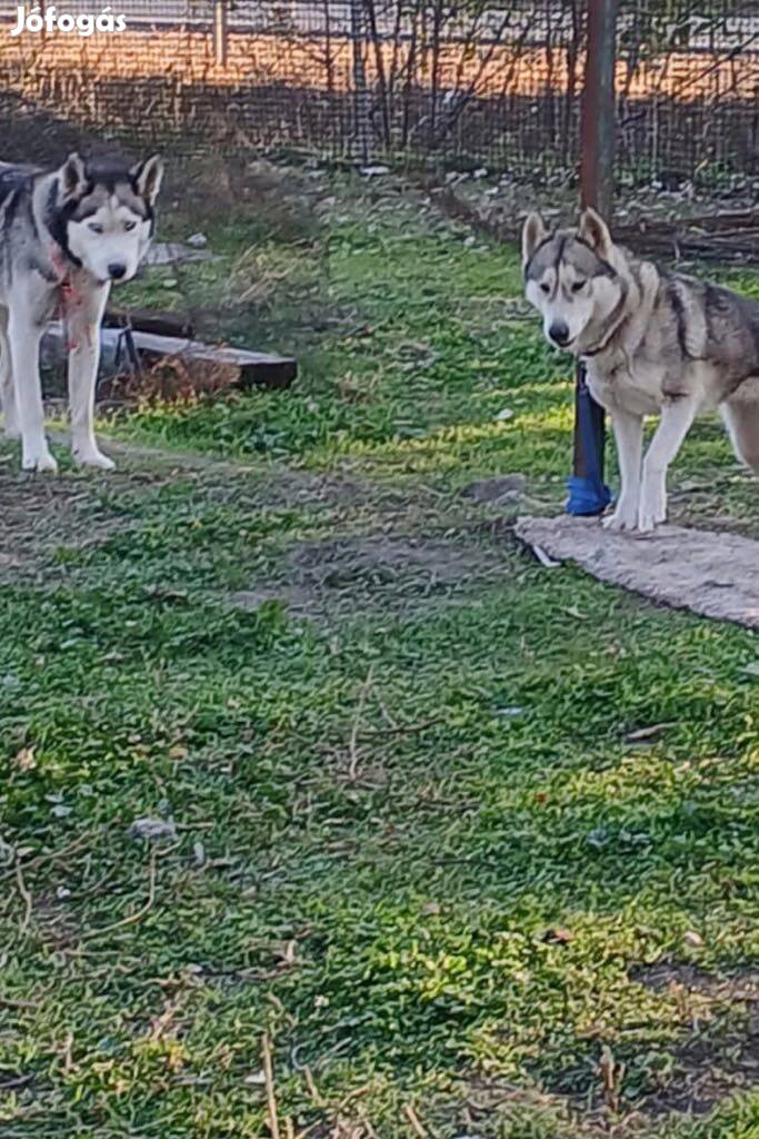 Husky fajtatiszta jellegu kutyak igyenes ajandekba