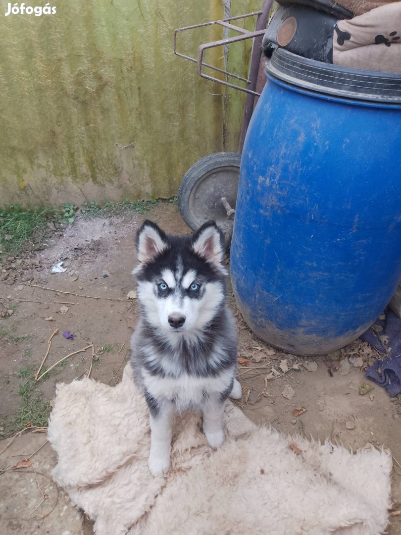 Husky jellegű kiskutya ingyen elvihető örökbe fogadható.