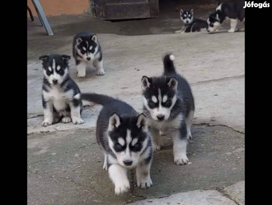 Husky jellegű kiskutyán ingyen