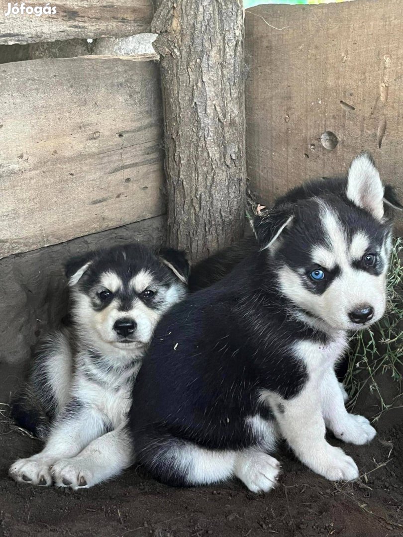 Husky kiskutya