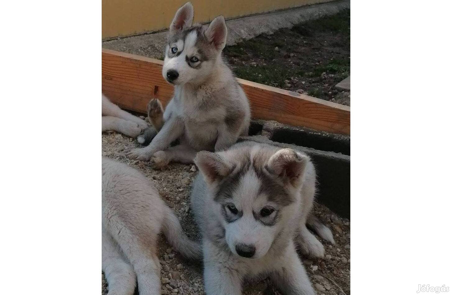 Husky kölykök örökbefogadhatóak