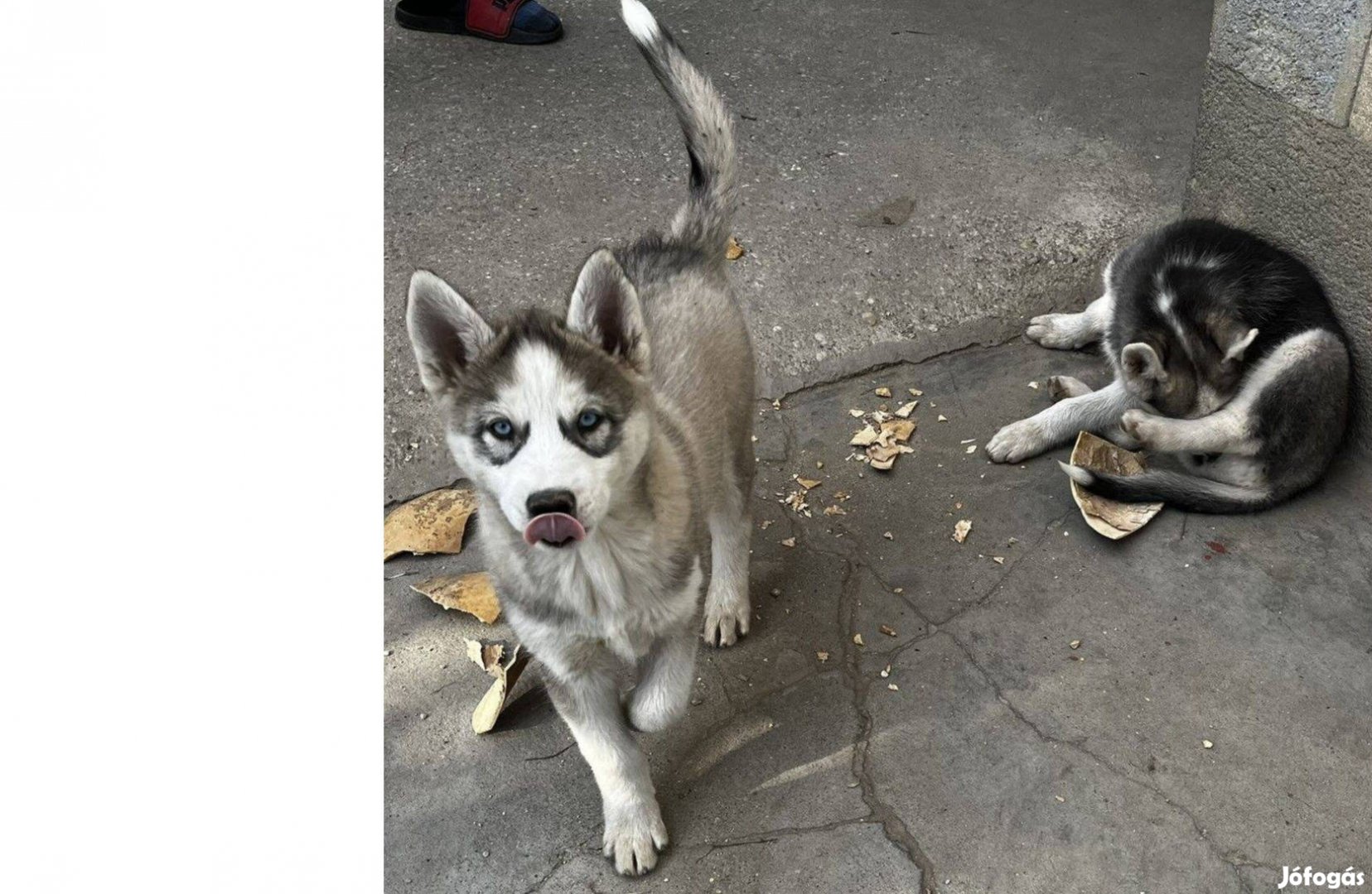 Husky kölykök örökbefogadhatóak