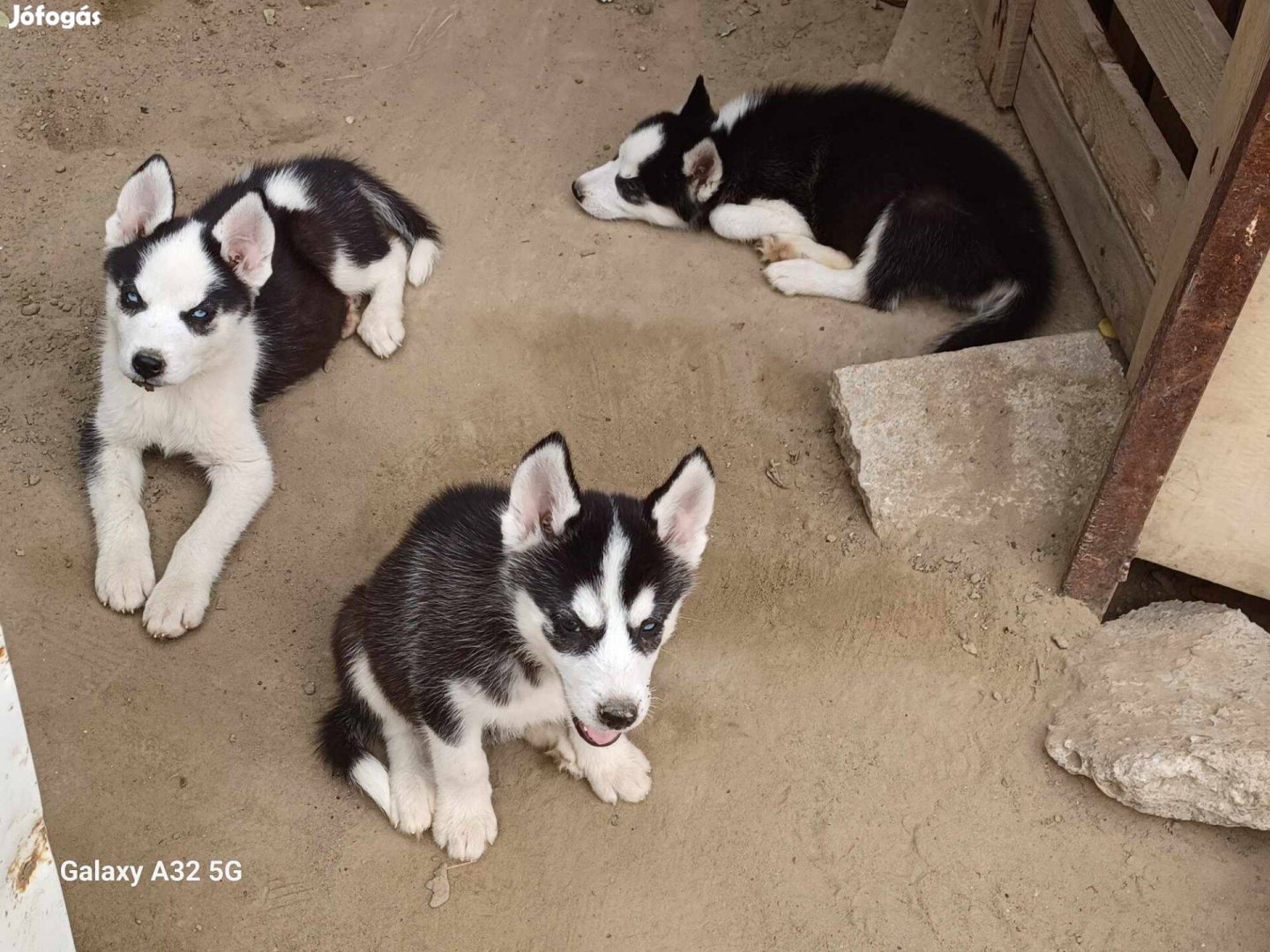 Husky kölyök el vihető