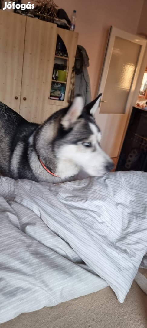 Husky kutya Ingyen elvihető