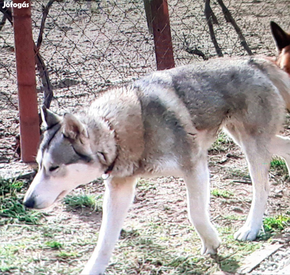 Husky kutya ingyen elvihető