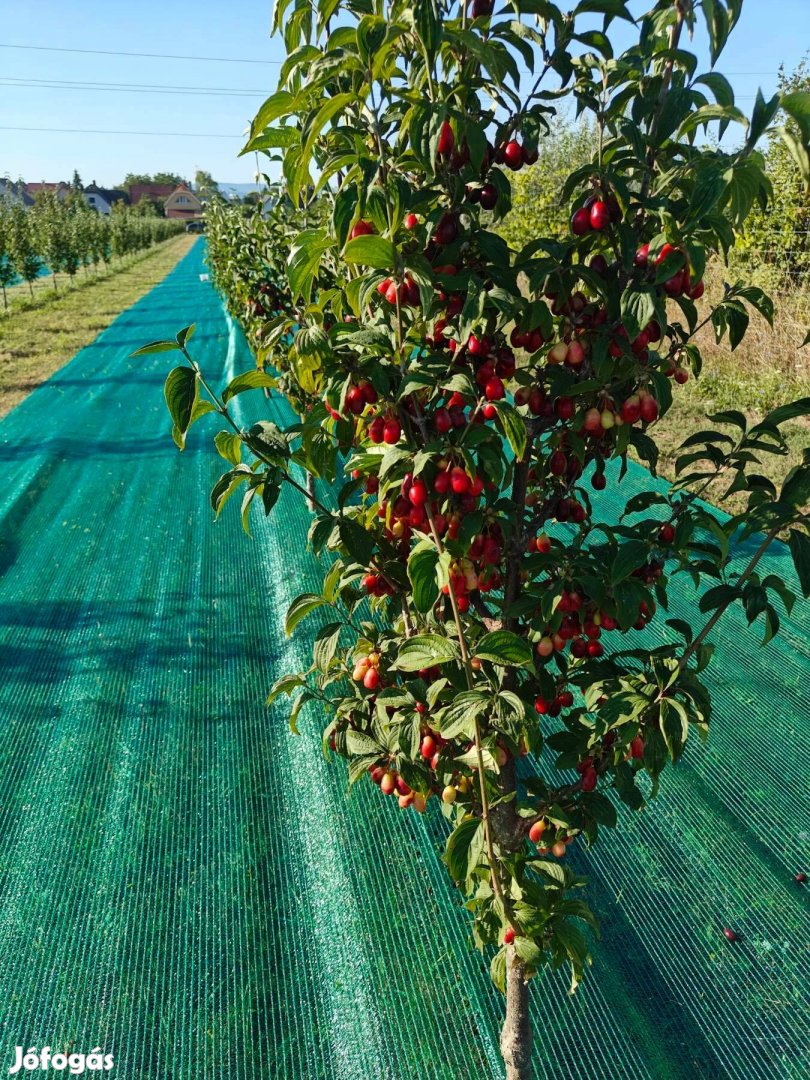 Húsos somvelő, somvelő, som, fagyasztott som, cornus mas