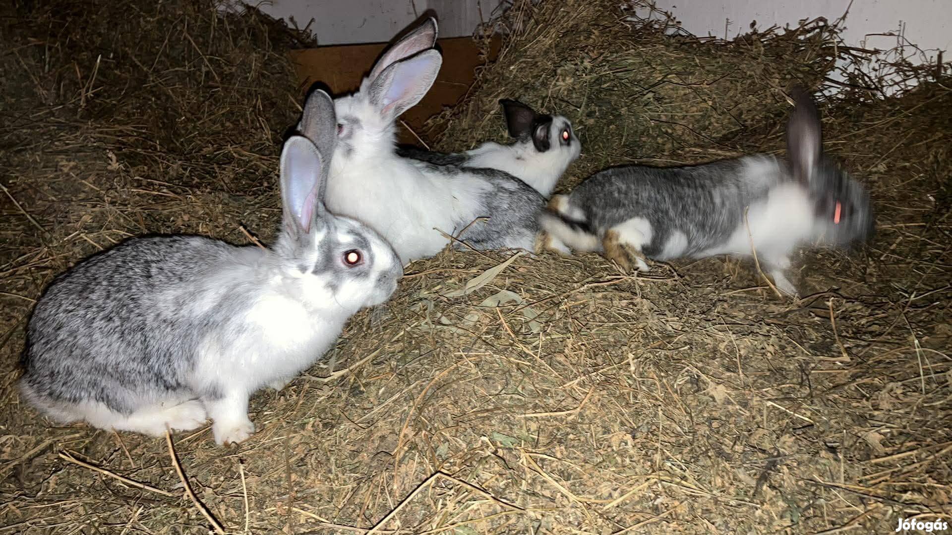 Húsvéti Kisnyulak eladók Győrben húsvétra visszahozatali
