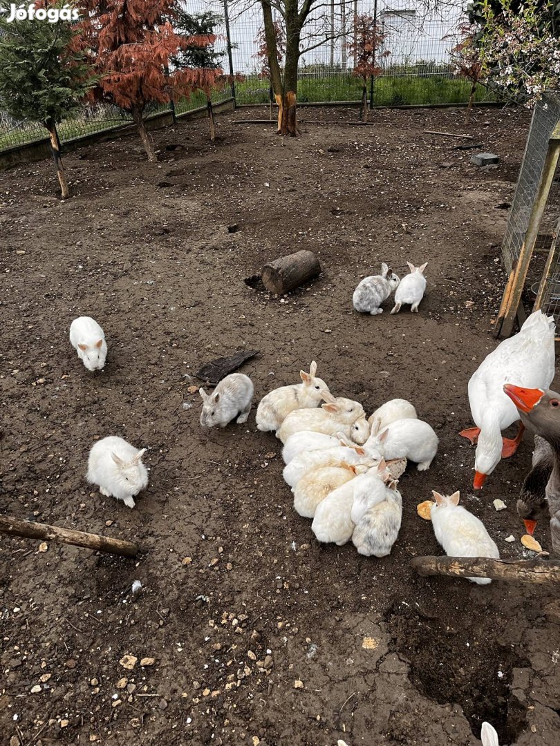 Húsvéti fehér nyúl eladó